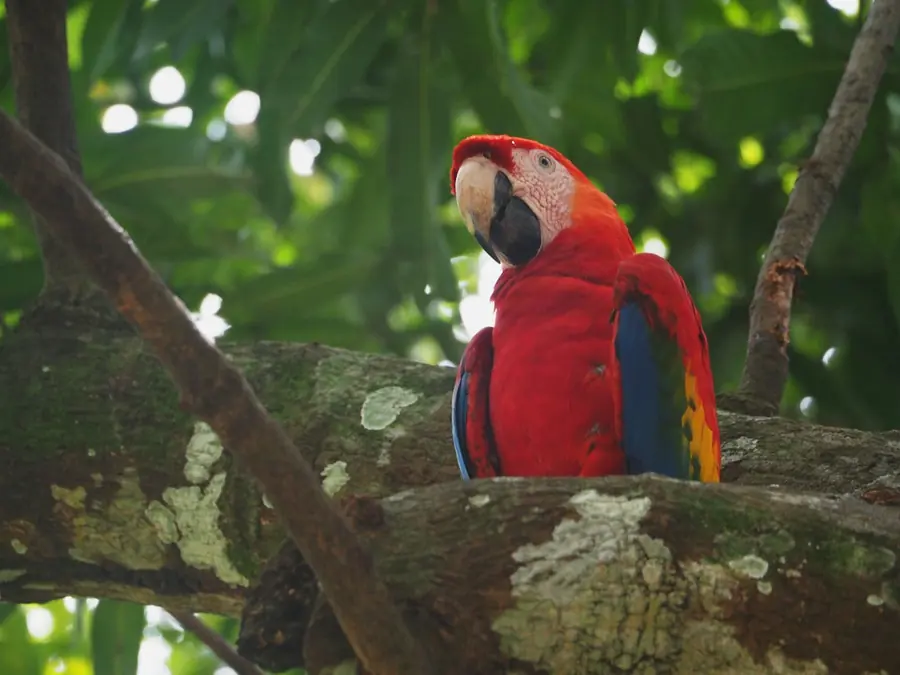 A scarlet macaw in the rainforest of the Osa Peninsula