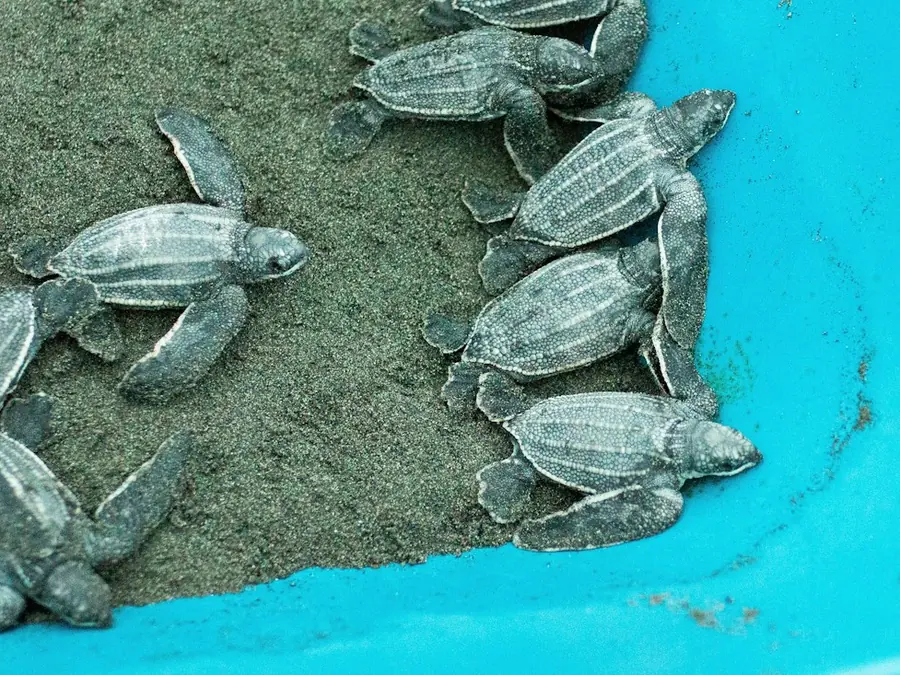 Sea turtle hatchlings at a conservation project in Costa Rica