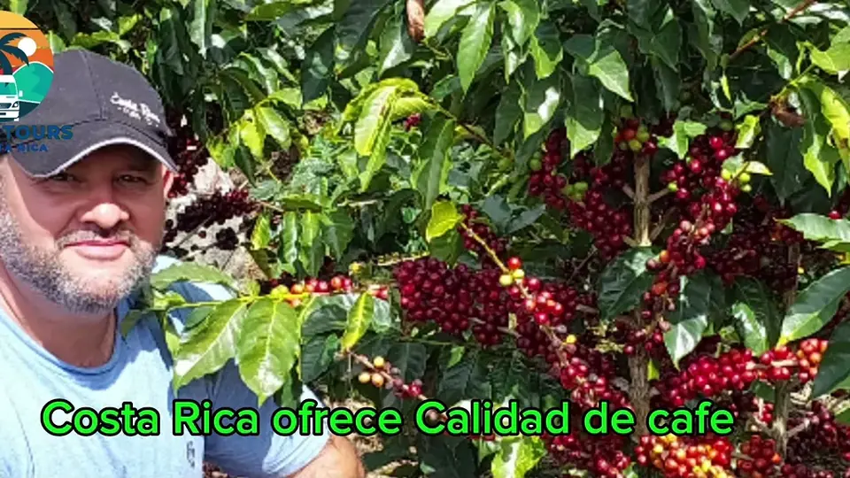 Oscar Calvo next to coffee plants full of ripe red cherries in Los Santos
