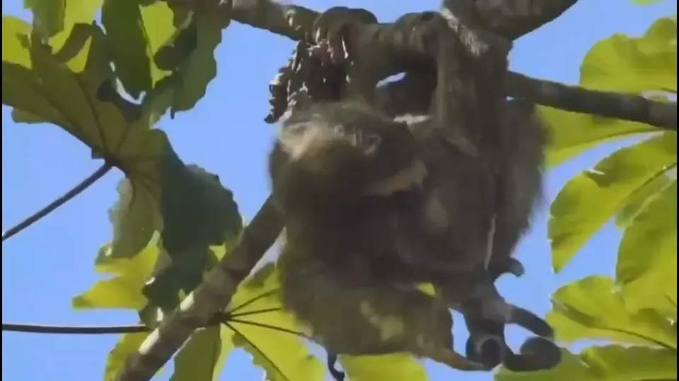 A sloth hanging from a branch in the treetops