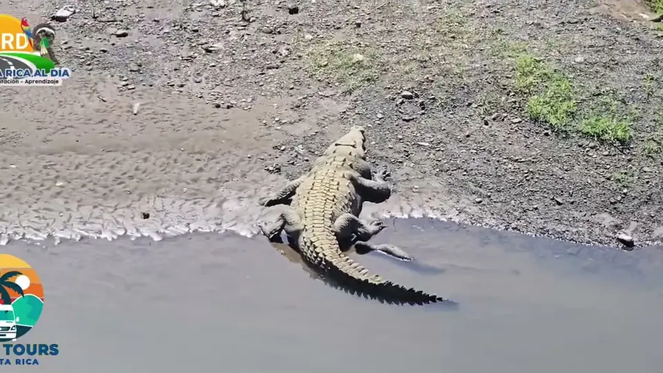 A crocodile resting on the bank of the Tárcoles River